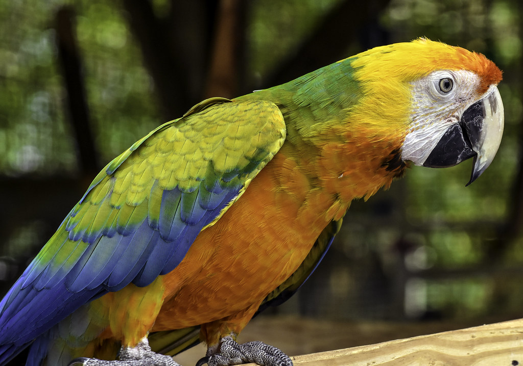 Multi-Colored Macaw