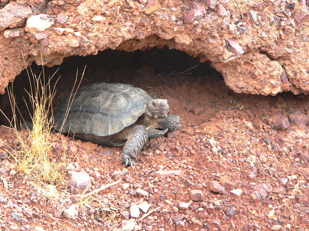 Creating the Ideal Hibernaculum