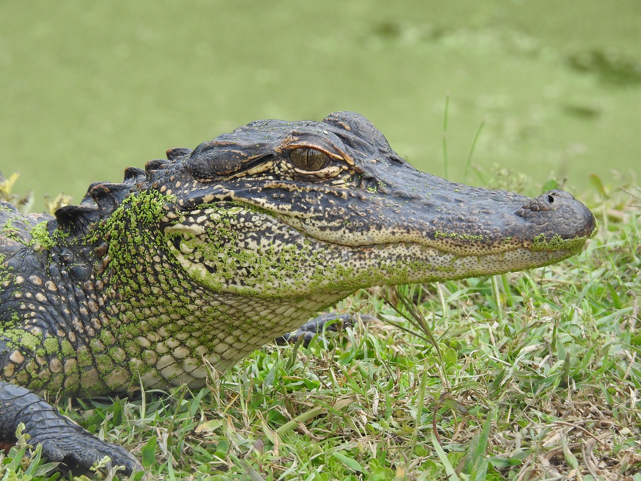 aligator, louisiana, alligator, swamp, marsh, gator, bayou, louisiana, louisiana, louisiana, louisiana, louisiana, marsh, gator, bayou