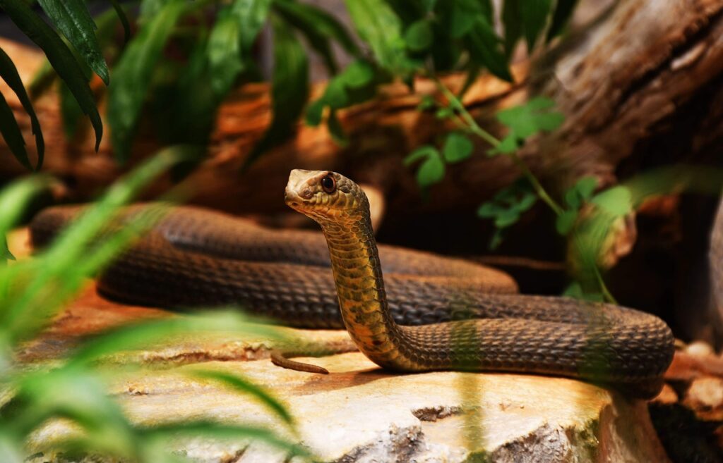 Future Directions in Lethal Reptile Intelligence Research