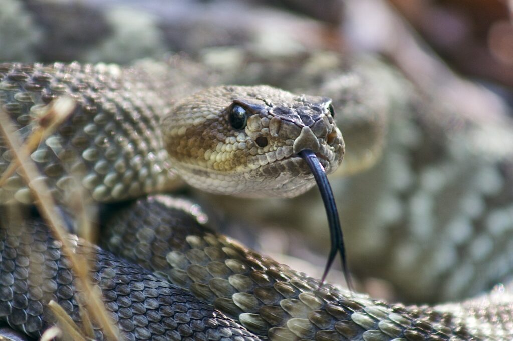 The "Quiet Rattlesnake" Phenomenon
