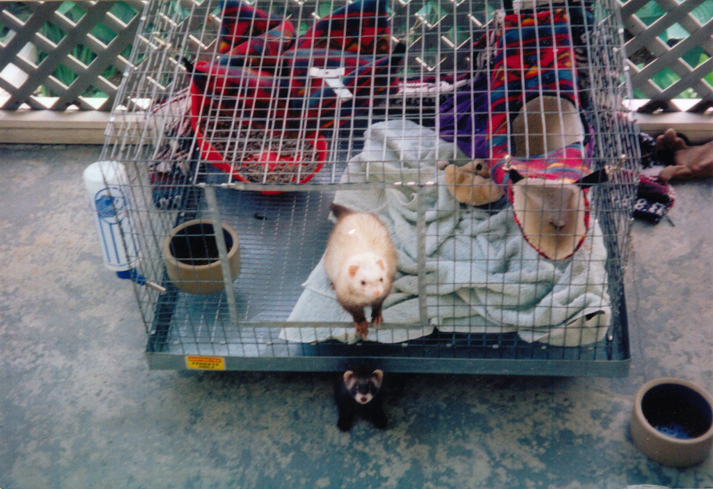 Creating the Ideal Ferret Habitat