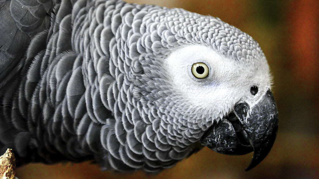 African Grey Parrot