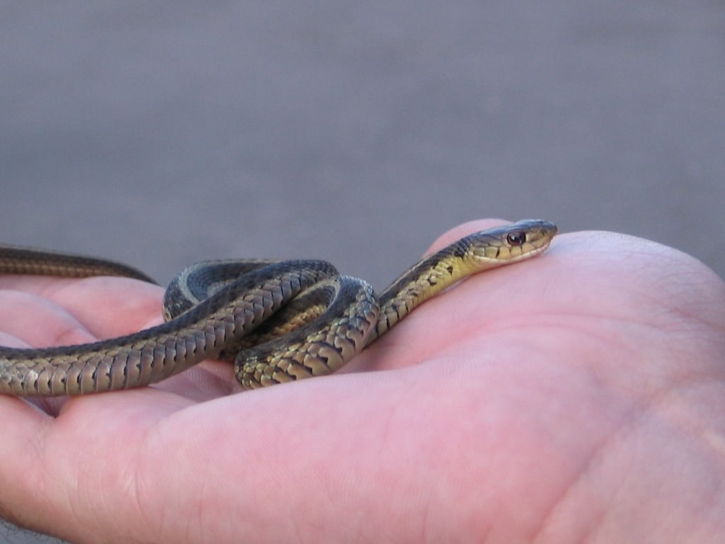 Garter Snakes and Children: First Snake Encounters