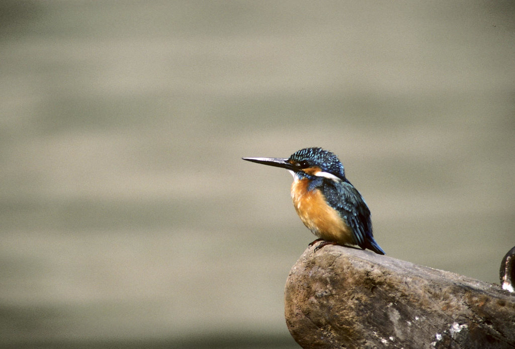 Protecting our Wildlife: the Kingfisher