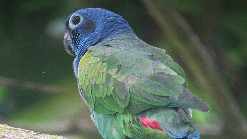 Pionus menstruus / Cotorra cabeciazul / Blue-headed Parrot