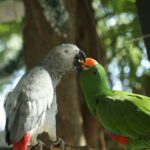 African Gray Parrot and green parrot