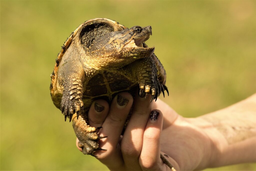 8. Louisiana - Wetland Reptile Diversity