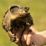 8. Louisiana - Wetland Reptile Diversity