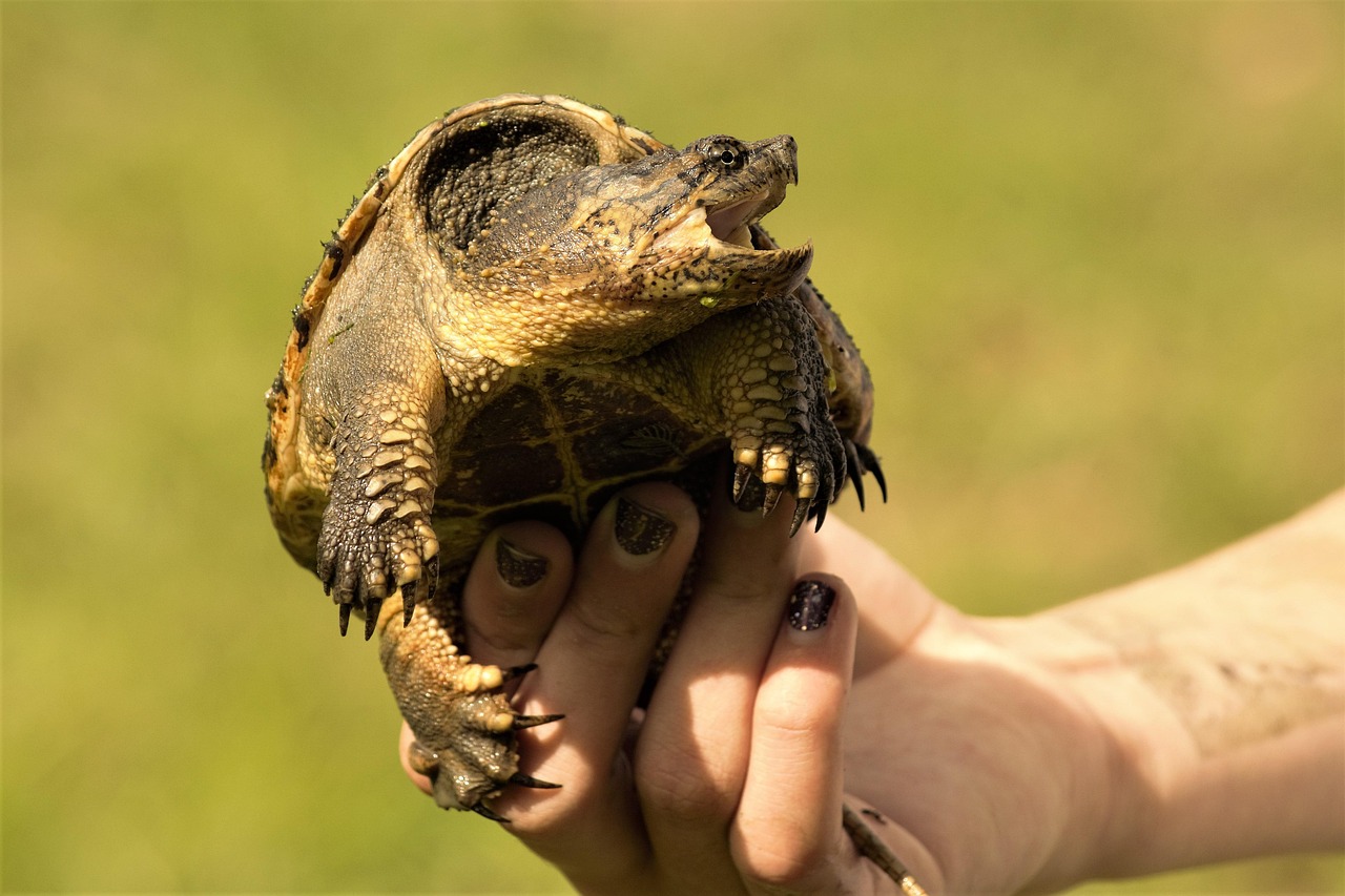 8. Louisiana - Wetland Reptile Diversity