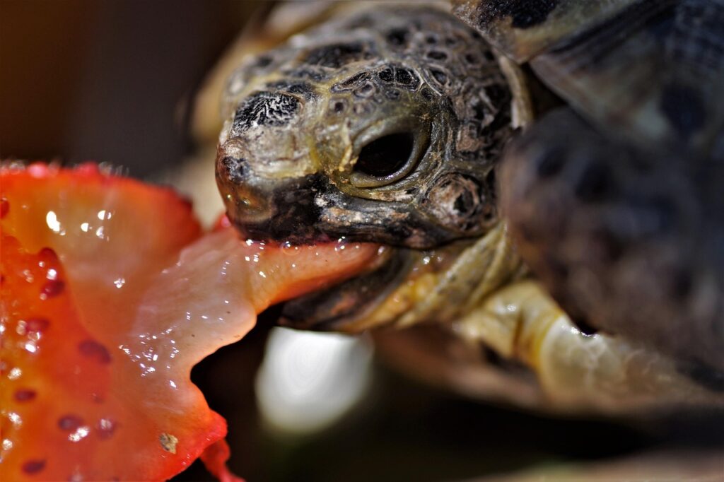 Protein Treats for Aquatic Turtles