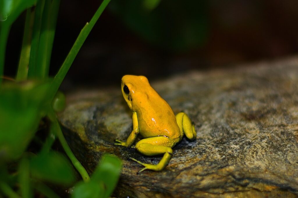 nature, poison dart frog, yellow, tree climber frog, terrarium, poison dart frog, poison dart frog, poison dart frog, poison dart frog, poison dart frog