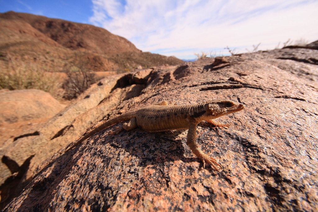 Karoo Girdled Lizard