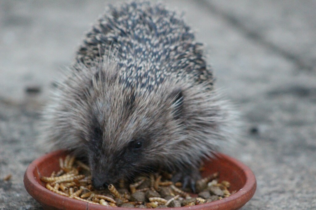 Behavioral Changes Related to Feeding