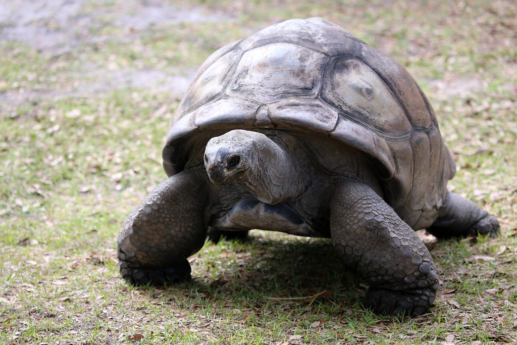 Aldabra giant tortoise