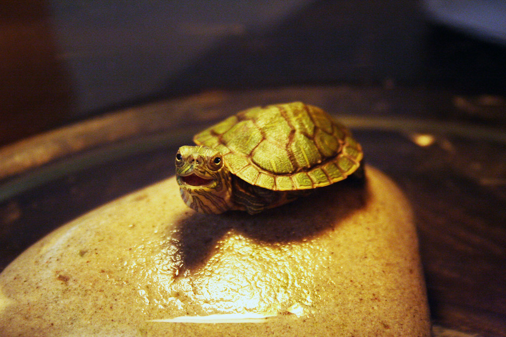 anna's pet turtle