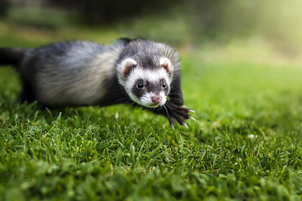 animal, ferret, mammal, species, fauna, wildlife, nature, fur