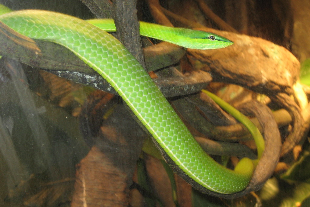 NYC - Bronx - Bronx Zoo: World of Reptiles - Green Vine Snake