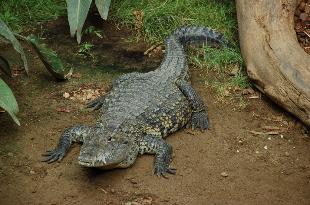 Crocodile de Morelet