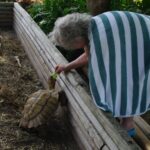Ziggy, pet tortoise at the Gulf View Waterfront Resort