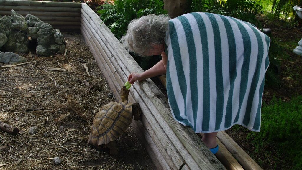 Ziggy, pet tortoise at the Gulf View Waterfront Resort