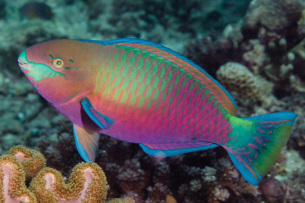 Quoy's Parrotfish, terminal phase - Scarus quoyi