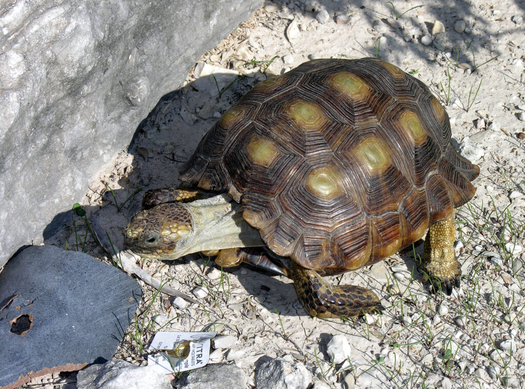 Texas Tortoise: The Eastern Desert Specialist