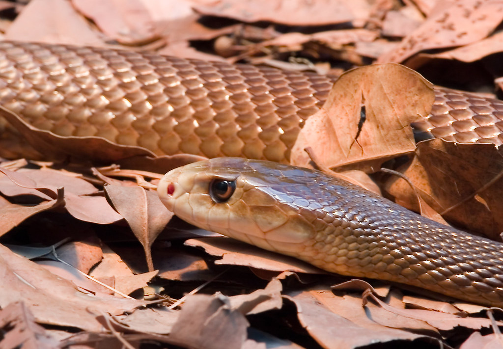 Taipan Snake