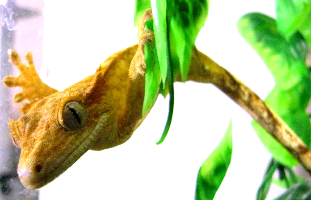 Crested Gecko in a glass enclosure