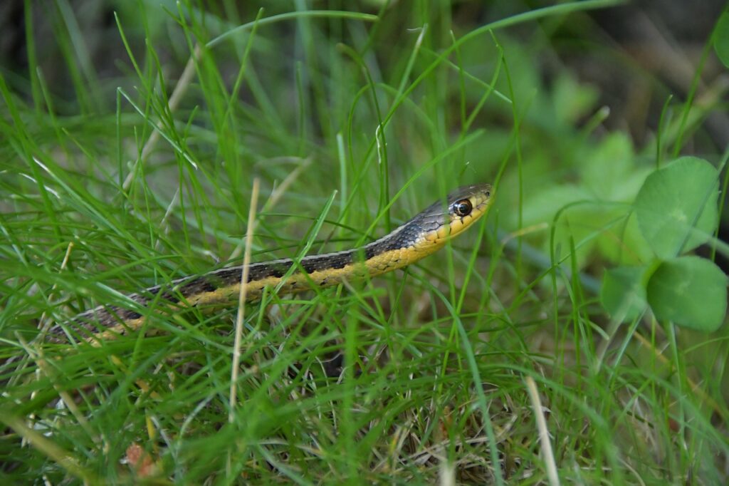 snake, garter snake, reptile, wildlife, nature, slither, wild, creature, outdoors, harmless, reptilian, tongue, summer, coldblooded, conservation, green snake, garter snake, garter snake, garter snake, garter snake, garter snake