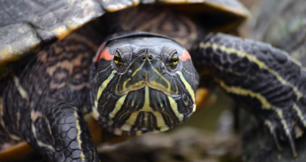 close up of a fresh water turtle