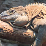 Jamaican Iguana: Returning from Presumed Extinction
