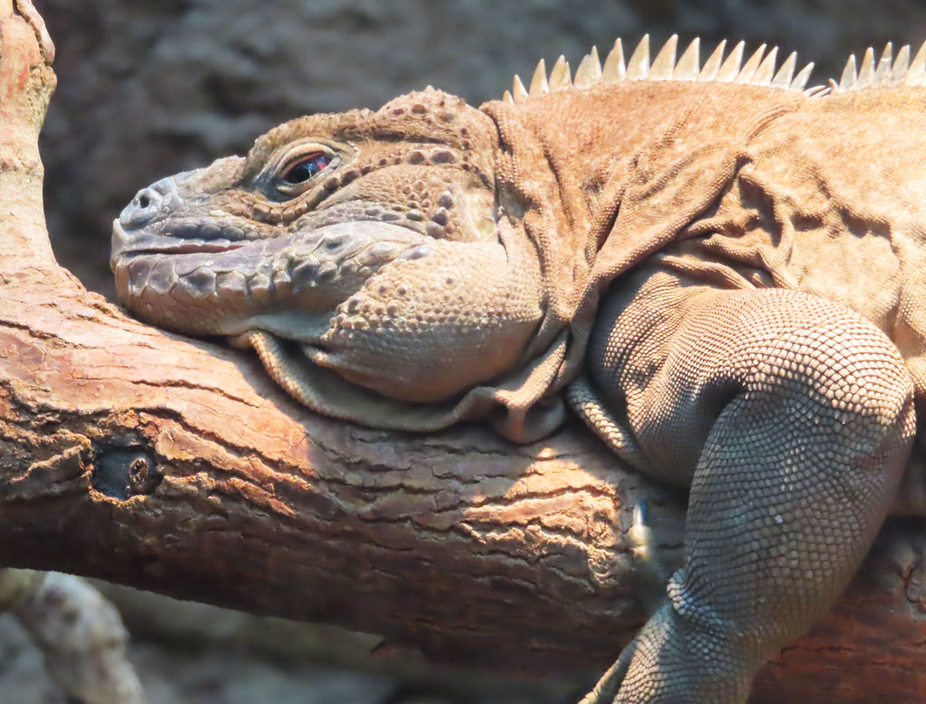 Jamaican Iguana: Returning from Presumed Extinction