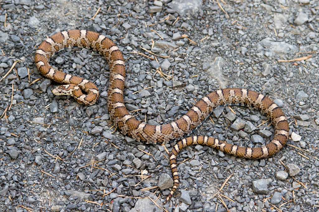The Eastern Milk Snake: Royal Impostor