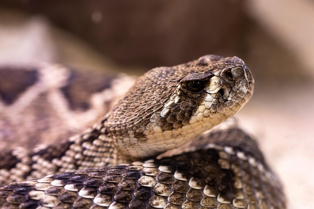 Eastern Diamondback Rattlesnake