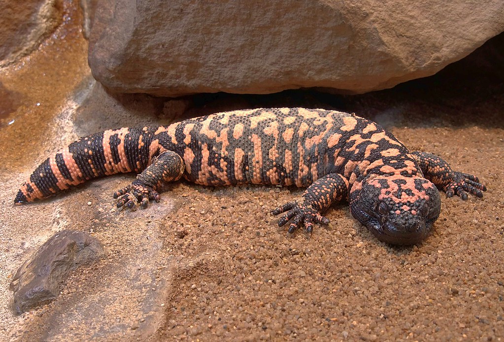 Phoenix Herpetological Sanctuary - Scottsdale, Arizona
