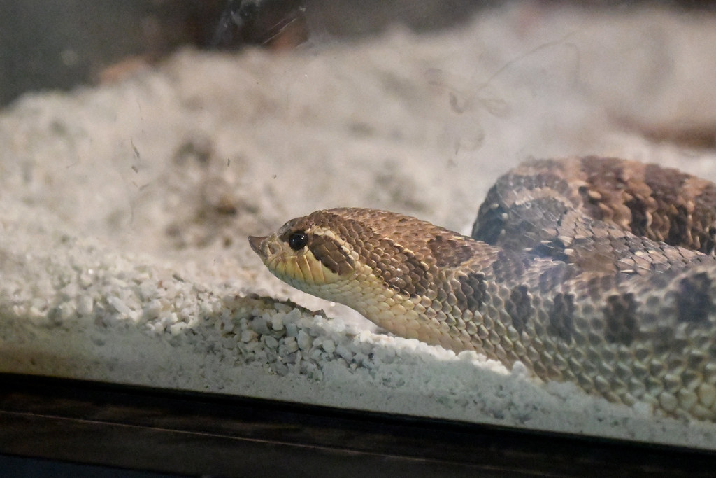 Western Hognose Snake (Elmwood Park Zoo)