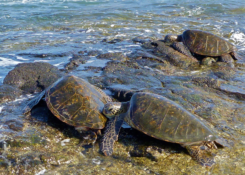 Sea Turtles