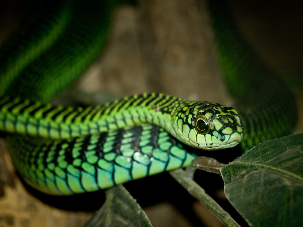 Boomslang (Dispholidus typus)