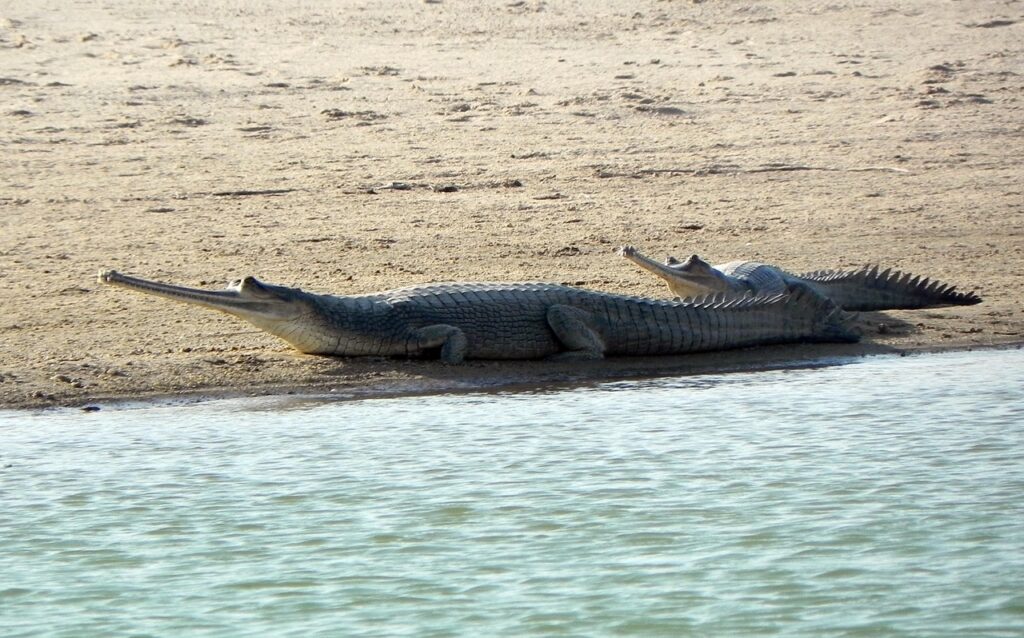 Reproductive Rituals: The Gharial's Breeding Cycle