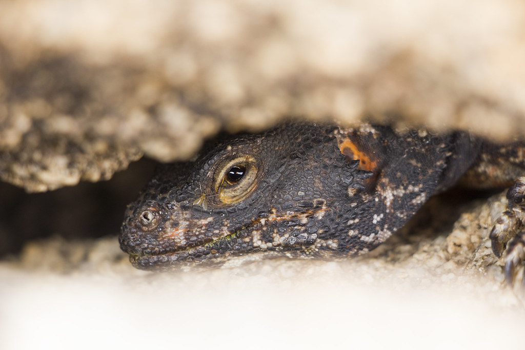Chuckwalla (Sauromalus ater) wedged in a rock crevice