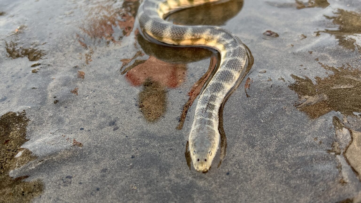 Hydrophis schistosus by Shaunak Modi, iNaturalist
