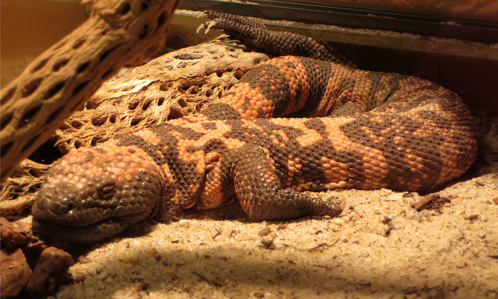 Gila Monster