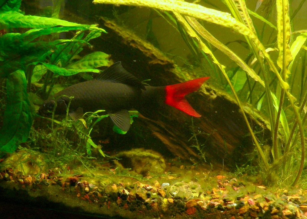 Red-tailed Black Shark