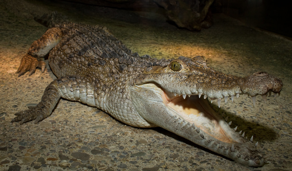 8. Philippine Crocodile (Crocodylus mindorensis)