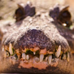 The teeth of a crocodile