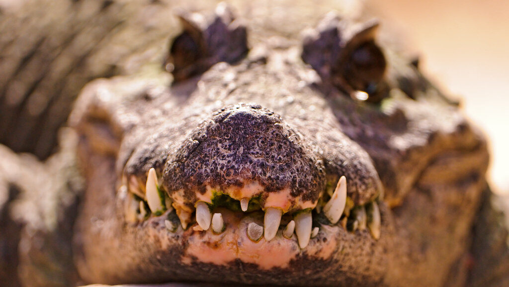 The teeth of a crocodile