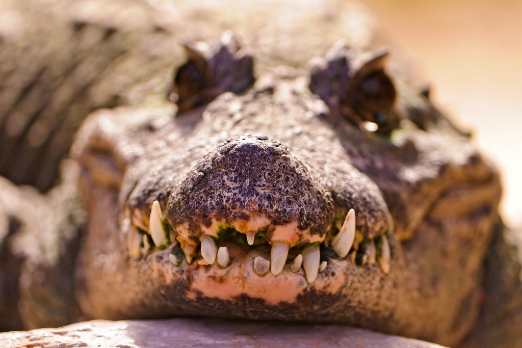 The teeth of a crocodile