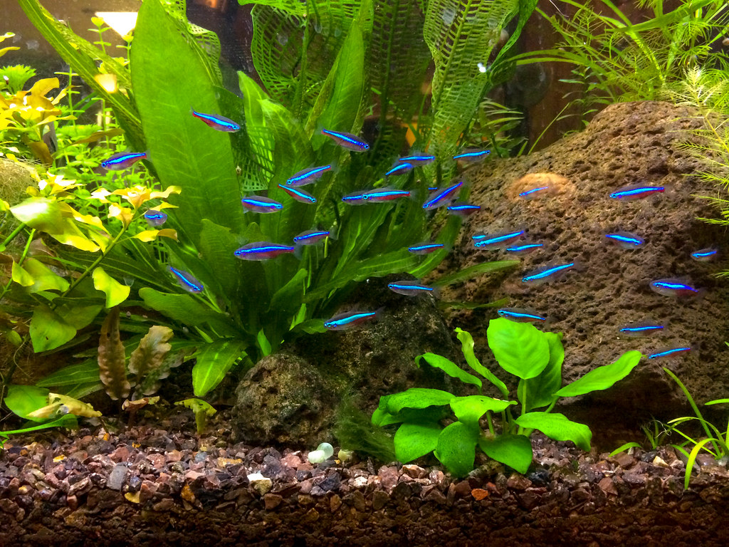 Schooling Behavior of Neon Tetras