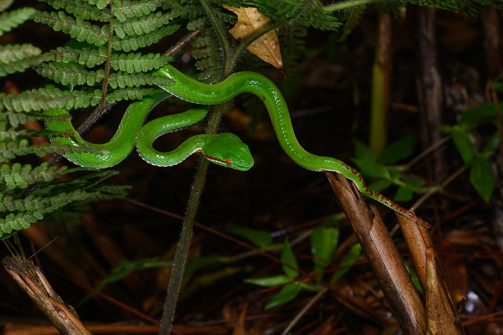 Trimeresurus gumprechti, Gumprecht’s green pit viper - Phu Kradueng National Park